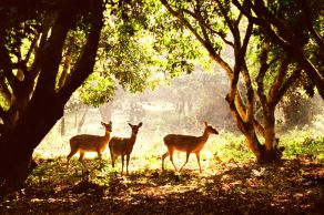 Cuc Phuong National Park Full Day