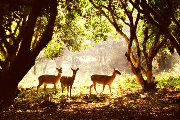 Cuc Phuong National Park Full Day