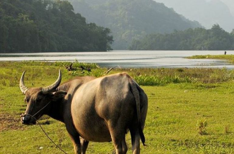 Buffalo-in-Jungle