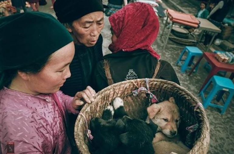 Dog-in-Ha-Giang-2