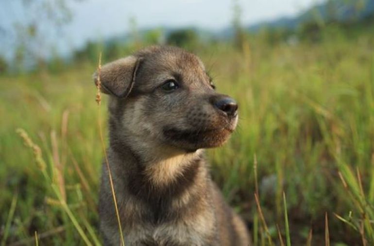 Dog-in-Ha-Giang
