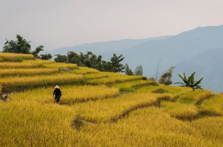 Hoang Su Phi 