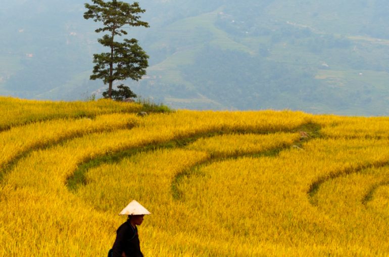Hoang Su Phi