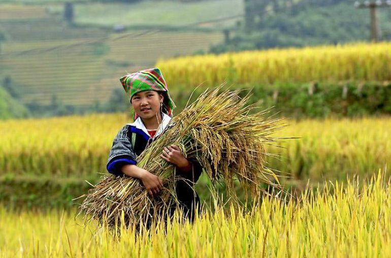 Mu-Cang-Chai-3