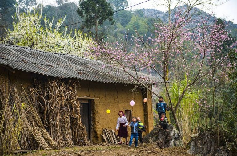 hoa-dao-ha-giang