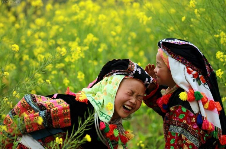 mua-hoa-cai-vang-ha-giang