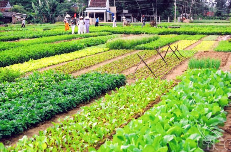 Song-Phuong-Vegetable-Village