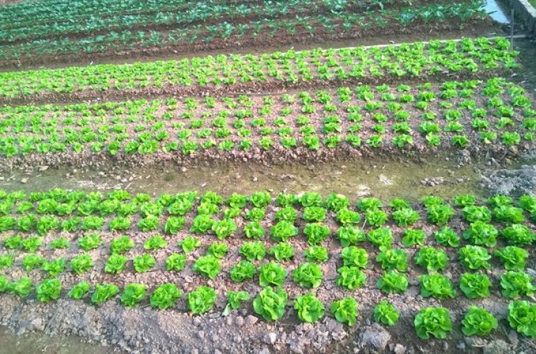 Vegetable-Village