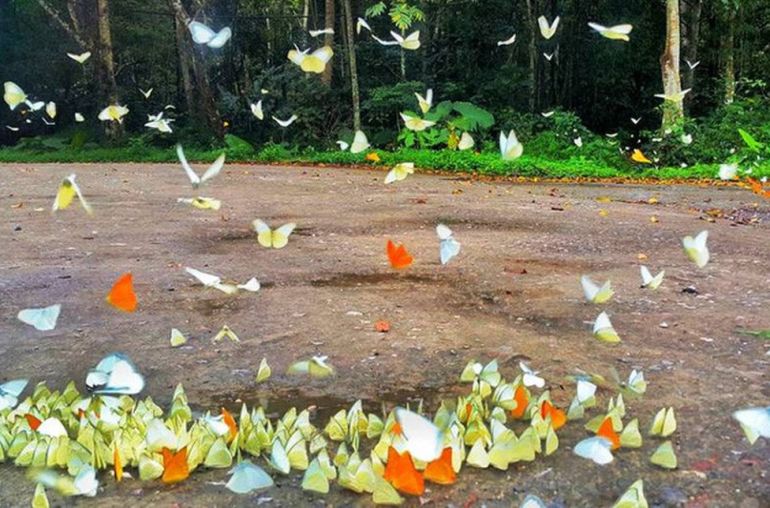 Butterfly