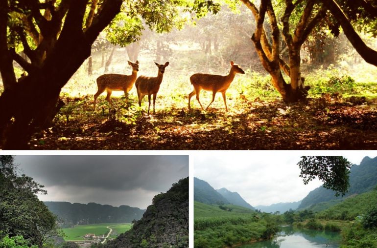 Cuc-Phuong-national-park
