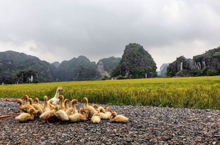Ducks-in-Tam-Coc