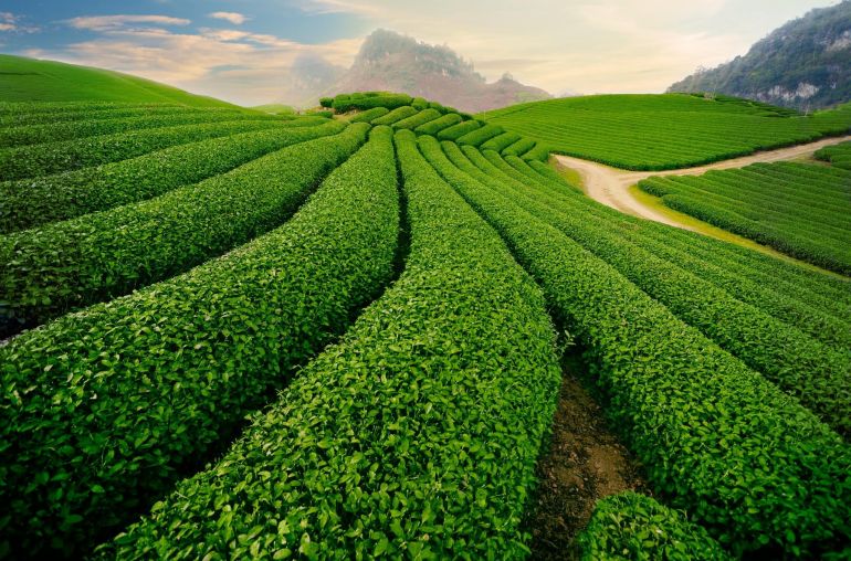 tour-du-lich-moc-chau-de-viet-asia-link-travel-8