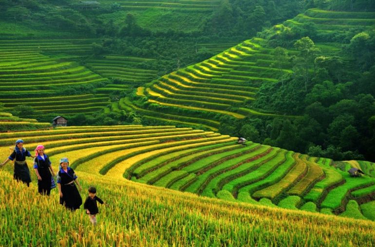 sapa