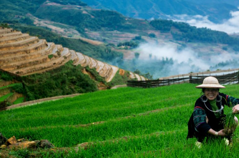 Sapa-Banner