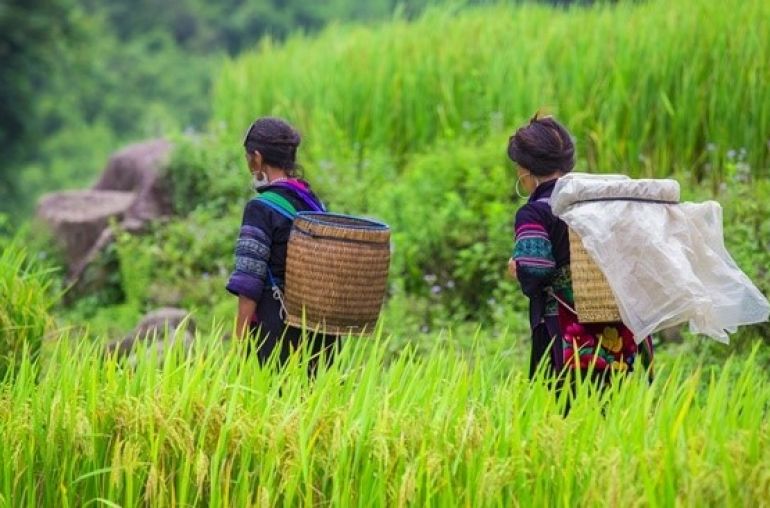 Sapa1