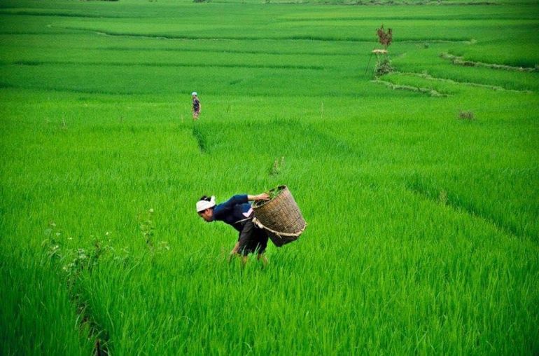 Farmers