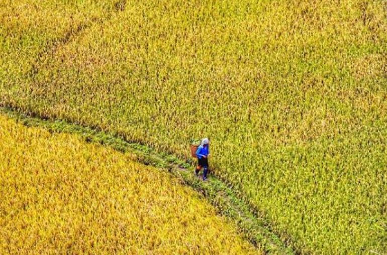 Mu-Cang-Chai-17